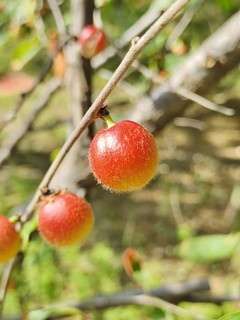 红了樱桃绿了芭蕉｜夏日回忆