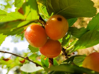 红了樱桃绿了芭蕉｜夏日回忆