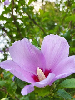 不知名花花，那些美好的瞬间