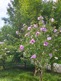 不知名花花，那些美好的瞬间