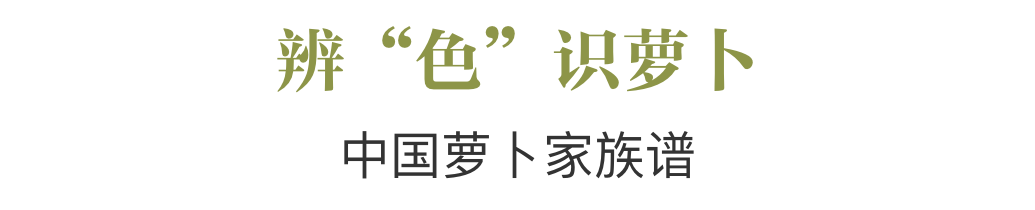 掀起冬储大战的萝卜，究竟有啥能耐？