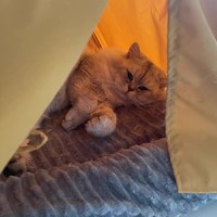 ​可爱的小帐篷与柔软的垫子让爱宠有了一个安静舒适的空间