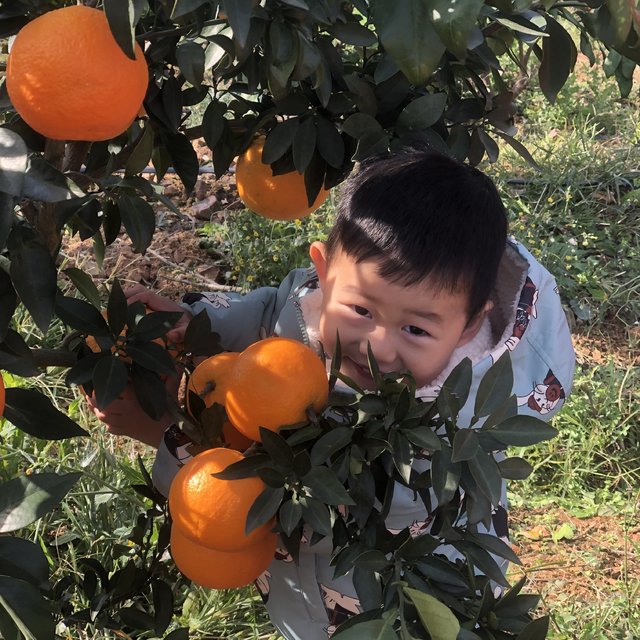 最近大妈上的爱媛果冻橙比较多，说几句吧。