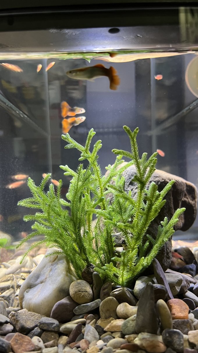 起源纪水族用品怎么样 这鹿角榕点缀下不错!_什么值得买