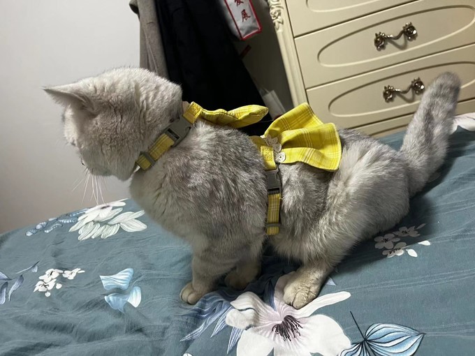 猫咪服饰