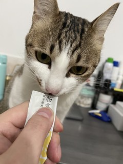 京东京造猫条 日常小零食很不错