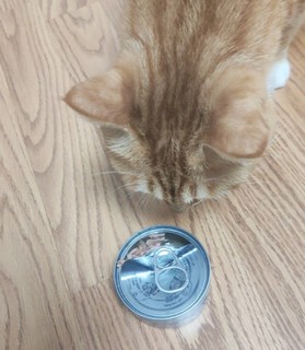 猫咪超爱的零食罐头