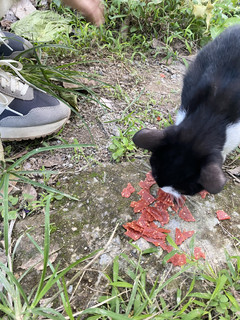 偶遇一只骨瘦如柴的小野猫还好有猪肉脯！