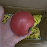 字正腔圆的西红柿