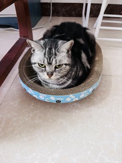 猫咪蹲坑神器