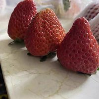 丹东99草莓5斤新鲜水果红颜牛奶油