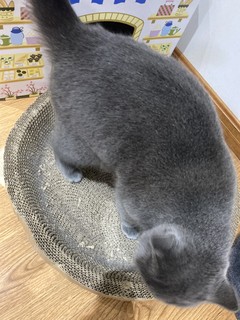 质量超好的猫抓板，推荐！