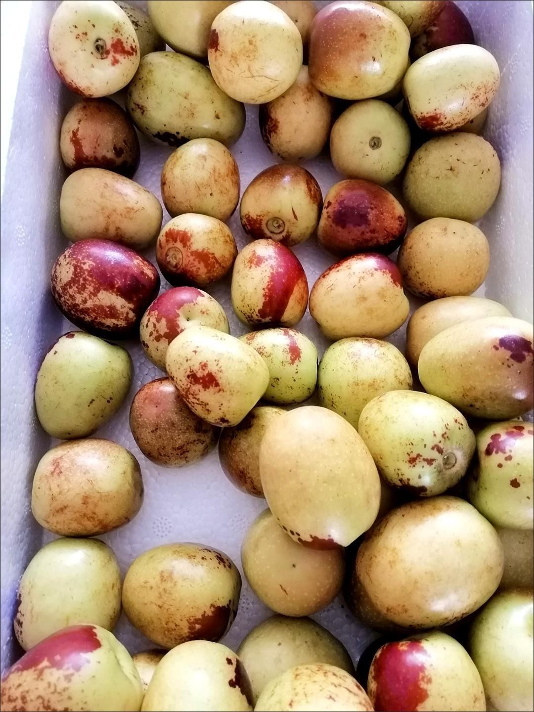 陕西大荔冬枣新鲜当季孕妇水果青枣