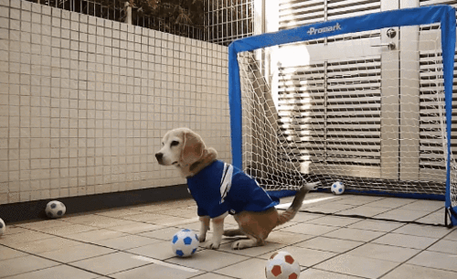 足球和宠物有点事儿？