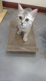 小猫的玩具来啦