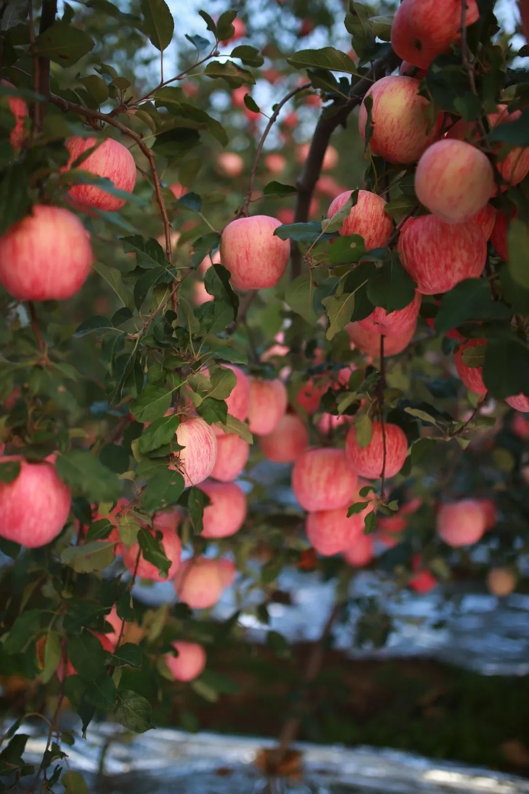 作为烟台苹果的核心区和主产地，栖霞苹果迎来了收获季 ©️醉美山东