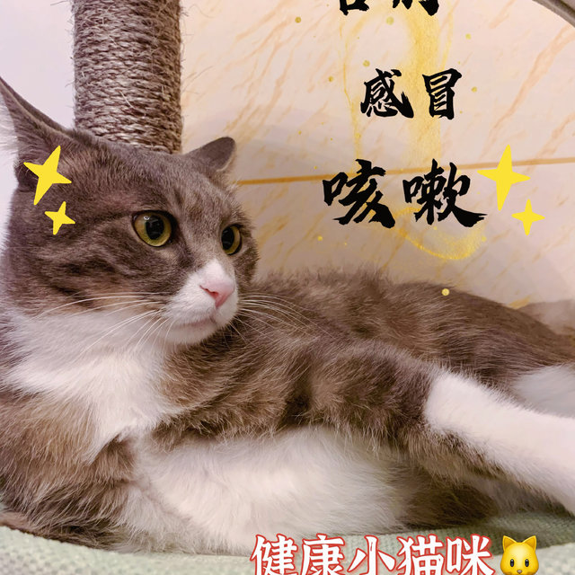 你一定要知道的猫咪感冒药