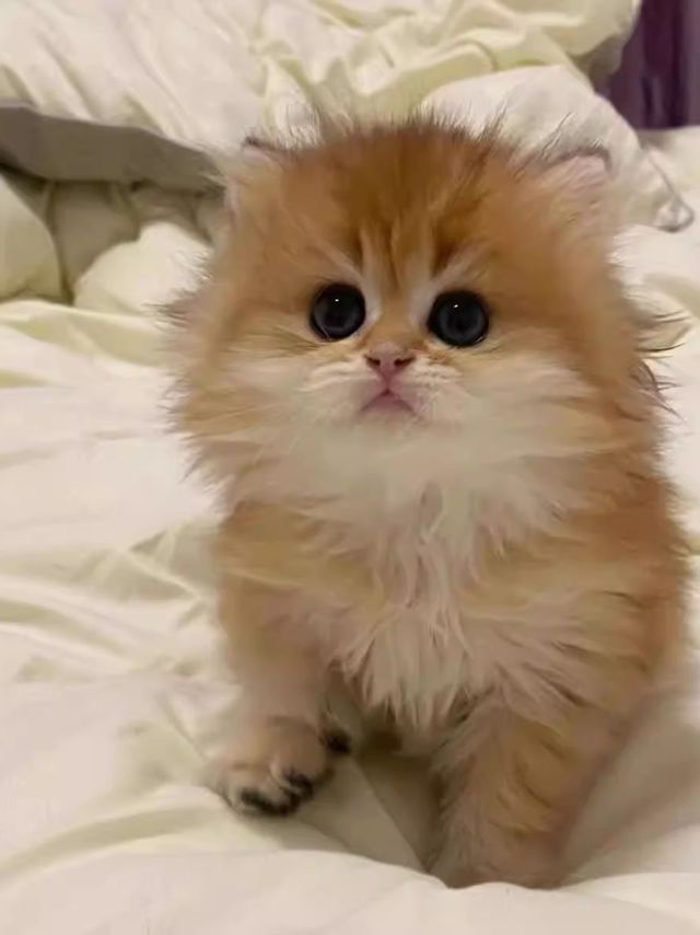 自己家粘人的小猫咪