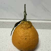 丑橘挺好吃的呀，为什么叫丑橘？