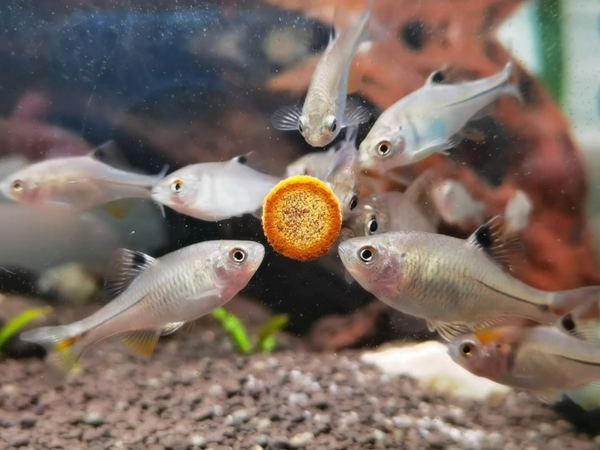 曾经角蛙的口粮-黑龙江鳑鲏