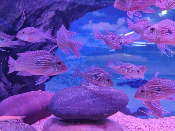 养鱼的秘方是什么？好像有，又好像没有