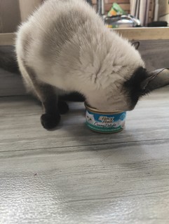 这个猫罐罐真香