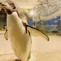妈耶，我终于看到了活的企鹅🐧