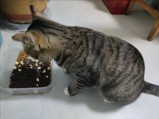 里兜冻干猫粮，猫咪喜欢吃的才是最好的！