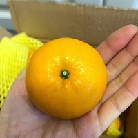 【超甜】正宗广西武鸣沃柑橘子砂糖蜜整箱应当季新鲜水果薄皮桔子