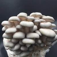 如何拥有吃不完的蘑菇？