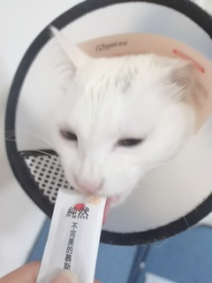 无胶无淀粉无诱食剂的猫猫零食