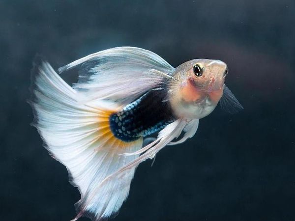 养鱼很多年，关于喂鱼，我深有感触