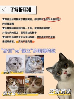 折耳猫日常养护｜希望可以帮到每个小可爱