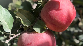 喀什苹果：新疆特色水果的代表