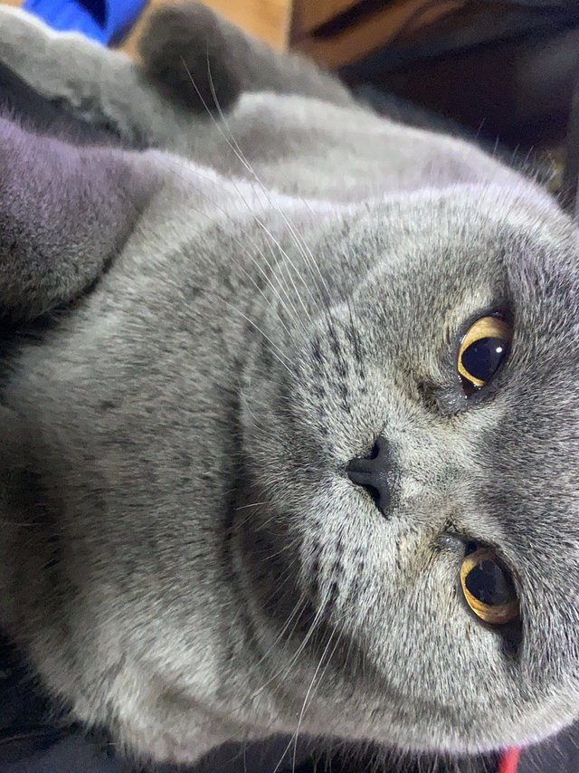 分享下我家的休猫咪。