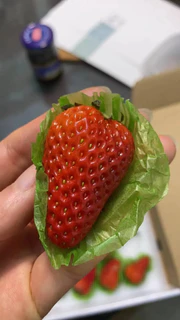 丹东的红颜草莓，今年买的最好的草莓🍓