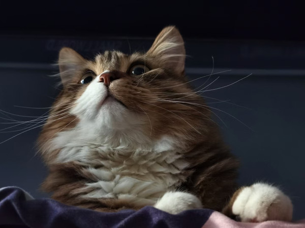 2022 和小猫咪一起度过