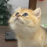 养猫一个月需要100吗?科学撸羊毛养猫之猫粮篇