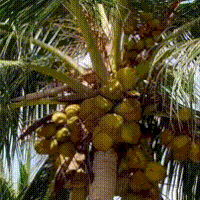 新奇水果 篇四十七：一种生长在泰国原始森林中的野果/海底椰子/美意颂棕榈芯罐头双象泰国进口棕榈果