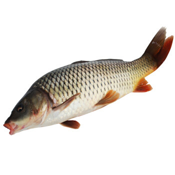 简单易学美食——红烧鱼