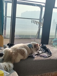 分享我家晒太阳的猫猫