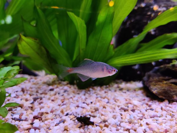 原生鱼最值得养，不仅是好养，更好玩