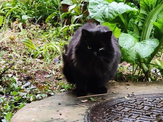 跟着爆料好价买的猫粮到了，流浪猫很爱吃