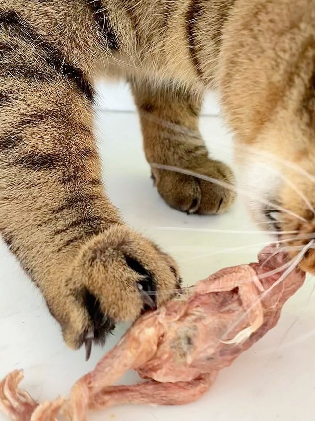 大吉大利，今晚吃鸡（爱鸡人士勿入）