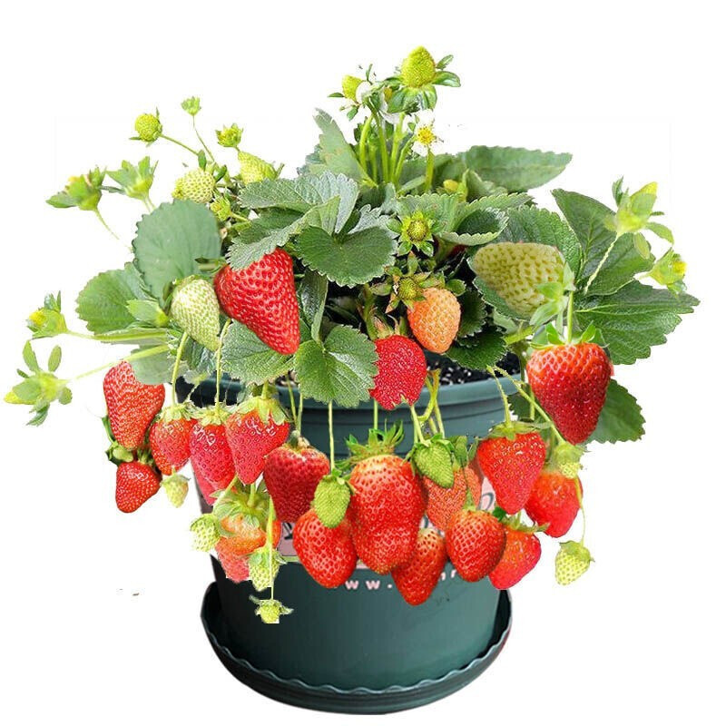 草莓🍓太贵？那就自己种草莓吧～