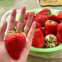 💴39.9/3-4斤 新鲜好吃的草莓来了！