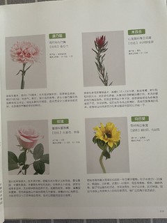 生活中需要鲜花