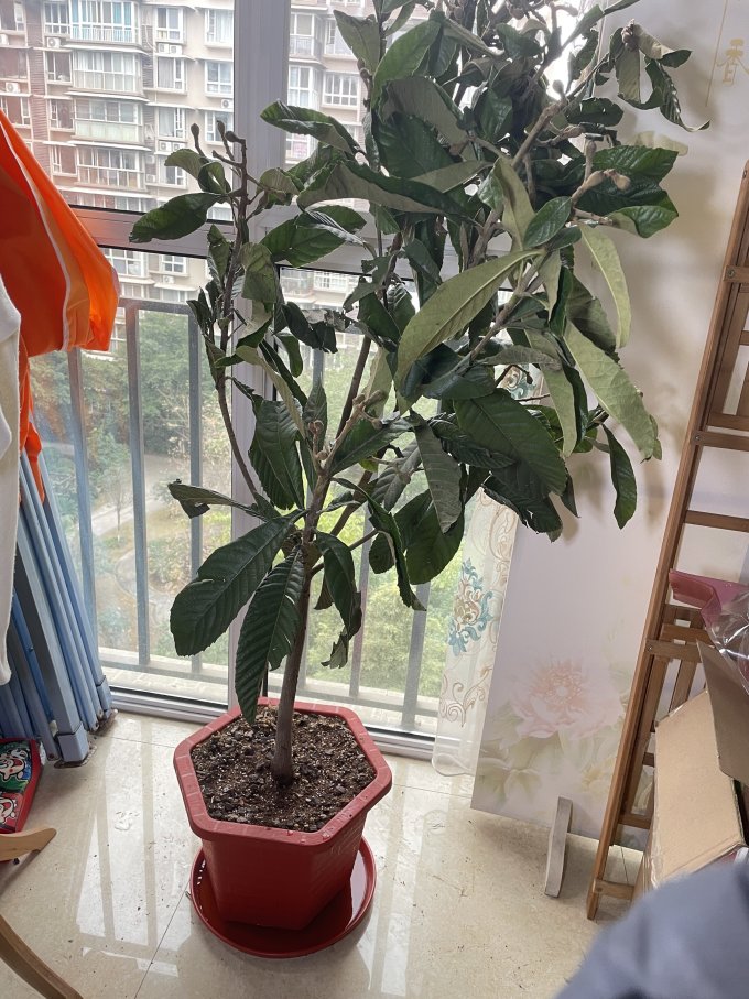 老婆买了一棵枇杷树,准备应对咳嗽