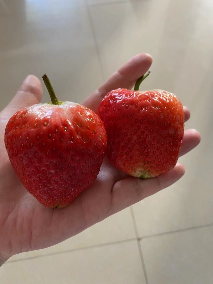 京东生鲜草莓