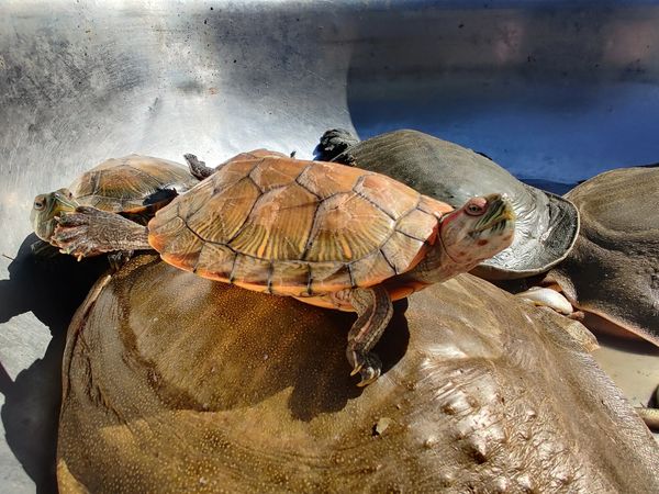 学会在农贸市场遇见水族宠物，这乌龟不错